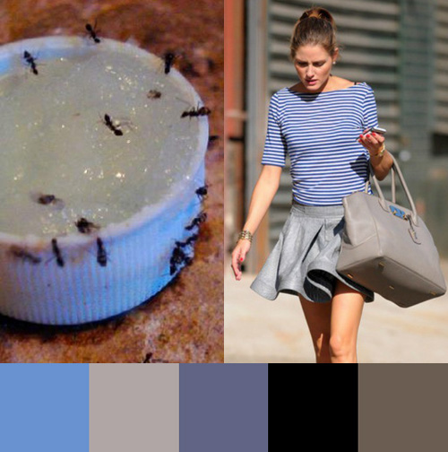 dustyblue_gray