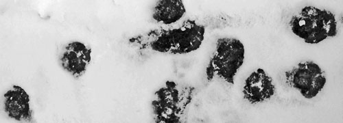 snow-pic6