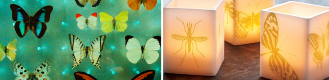 butterflies